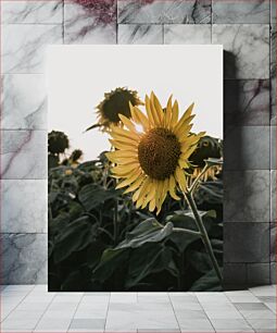 Πίνακας, Sunflower in the Field Ηλίανθος στο χωράφι