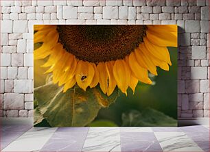 Πίνακας, Sunflower with Bee Ηλίανθος με Μέλισσα