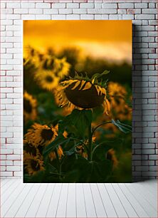 Πίνακας, Sunflowers at Sunset Ηλιοτρόπια στο ηλιοβασίλεμα