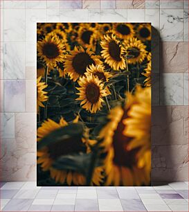 Πίνακας, Sunflowers in Full Bloom Ηλίανθοι σε πλήρη άνθηση