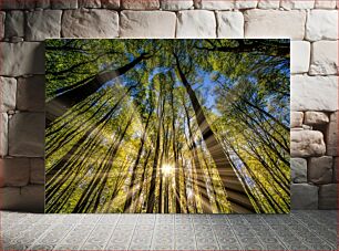 Πίνακας, Sunlight Through the Forest Το φως του ήλιου μέσα από το δάσος