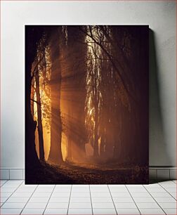 Πίνακας, Sunlight Through Trees Το φως του ήλιου μέσα από δέντρα