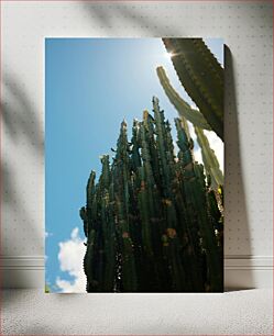 Πίνακας, Sunlit Cacti Ηλιοφωτισμένοι κάκτοι