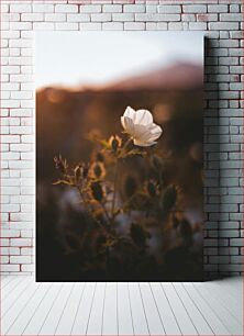 Πίνακας, Sunlit Flower Ηλιοφώτιστο λουλούδι