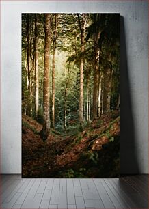 Πίνακας, Sunlit Forest Path Ηλιόλουστο Δασικό Μονοπάτι
