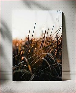 Πίνακας, Sunlit Grass Close-up Κοντινό πλάνο ηλιόλουστου χόρτου