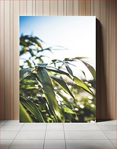 Πίνακας, Sunlit Green Leaves Ηλιόλουστα πράσινα φύλλα