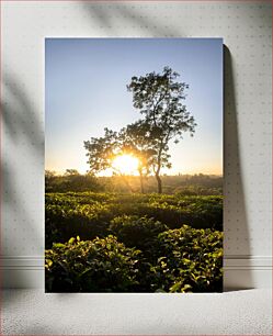 Πίνακας, Sunrise Over Lush Greenery Ανατολή ηλίου πάνω από καταπράσινο τοπίο