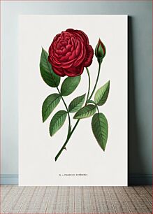 Πίνακας, Superior Crimson Rose, vintage flower illustration by François-Frédéric Grobon