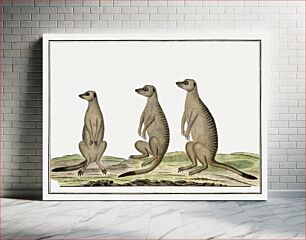 Πίνακας, Suricata suricatta: meerkats (1773–1780) by Robert Jacob Gordon