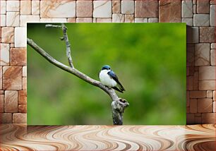 Πίνακας, Swallow Perched on a Branch Χελιδόνι σκαρφαλωμένο σε ένα κλαδί