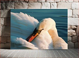Πίνακας, Swan Close-Up Κύκνος από κοντά