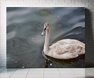 Πίνακας, Swan in Calm Waters Κύκνος σε ήρεμα νερά