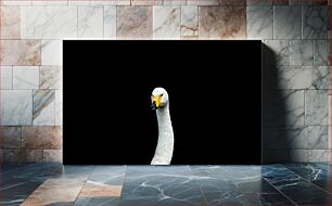 Πίνακας, Swan on Black Background Κύκνος σε μαύρο φόντο