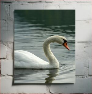 Πίνακας, Swan on Calm Water Κύκνος σε ήρεμο νερό
