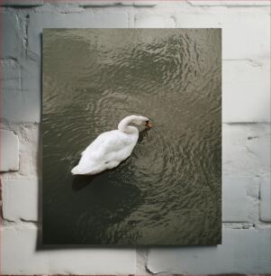 Πίνακας, Swan on Tranquil Waters Κύκνος σε ήρεμα νερά