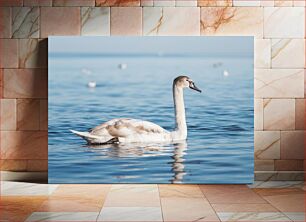 Πίνακας, Swan Swimming in Clear Waters Κολύμπι Κύκνων σε Καθαρά Νερά