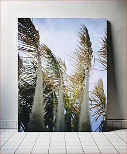 Πίνακας, Swaying Palm Leaves Κουνώντας Φύλλα Φοίνικας