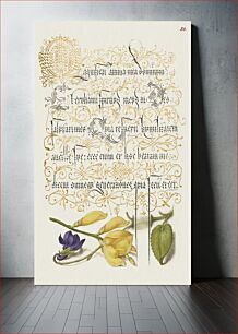 Πίνακας, Sweet Violet and Spanish Broom from Mira Calligraphiae Monumenta or The Model Book of Calligraphy (1561–1596) by Georg Bocskay and Joris Hoefnagel
