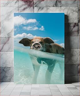 Πίνακας, Swimming Pig at Beach Κολυμπώντας Γουρουνάκι στην Παραλία