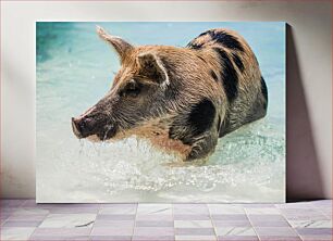 Πίνακας, Swimming Pig Γουρούνι κολύμβησης