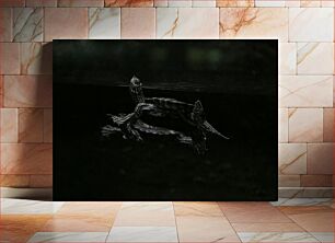 Πίνακας, Swimming Turtle in Dark Water Κολυμπώντας χελώνα στο σκοτεινό νερό