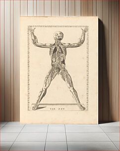 Πίνακας, Tabulae Anatomicae