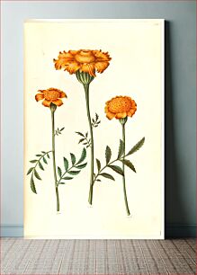 Πίνακας, Tagetes patula (barred velvet flower) by Maria Sibylla Merian