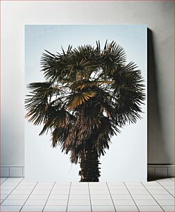 Πίνακας, Tall Palm Tree Ψηλός Φοίνικας