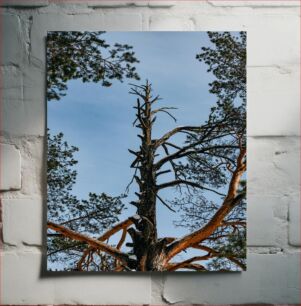 Πίνακας, Tall Pine Tree Against Blue Sky Ψηλό πεύκο ενάντια στο γαλάζιο του ουρανού