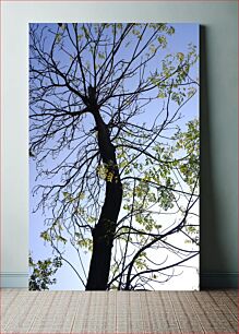 Πίνακας, Tall Tree Reaching Towards the Sky Ψηλό δέντρο που φτάνει προς τον ουρανό