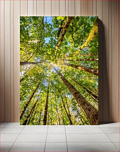 Πίνακας, Tall Trees and Blue Sky Ψηλά δέντρα και γαλάζιος ουρανός