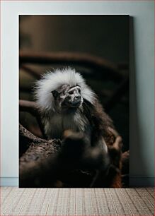 Πίνακας, Tamarin Monkey in Habitat Tamarin Monkey στο Habitat