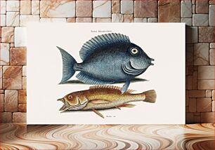 Πίνακας, Tang fish (Turdus Rhomboidalis) Yellow Fish (Turdus cauda convexa) from The natural history of Carolina, Florida, and the Bahama Islands (1754) by Mark Catesby (1683-1749). Orig