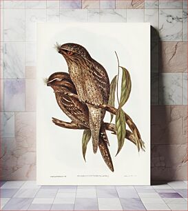 Πίνακας, Tawny Frogmouth (Podargus Cuvieri) illustrated by Elizabeth Gould (1804–1841) for John Gould’s (1804-1