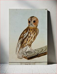 Πίνακας, Tawny Owl, No. 28