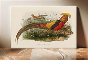 Πίνακας, Thaumalea Picta (Golden Pheasant) (1870–1872) by Daniel Giraud Elliot