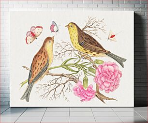 Πίνακας, The 18th century illustration of two brown and yellow birds on branches with carnations and insects