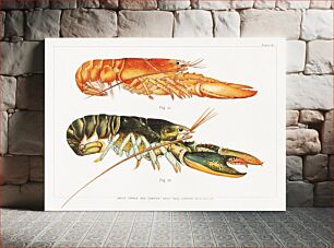 Πίνακας, The American Lobster: A Study of its Habits and Development (1895) by HERRICK and Francis Hobart