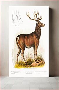 Πίνακας, The American stag or round-horned elk - Cervus Canadensis (1872), vintage wild animal illustration
