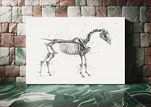 Πίνακας, The anatomy of the horse (1853) by George Stubbs