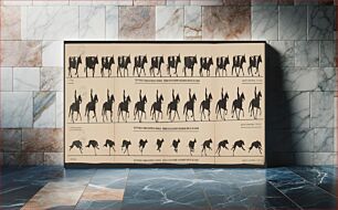 Πίνακας, The attitudes of animals in motion, by Muybridge, arranged for the zoetrope, photographed from the life in 1878-79