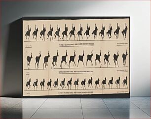 Πίνακας, The attitudes of animals in motion, by Muybridge, arranged for the zoetrope, photographed from the life in 1878-79