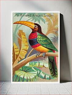 Πίνακας, The Banded Aracari Toucan, from the Birds of the Tropics series (N5) for Allen & Ginter Cigarettes Brands (1889), vintage bird illustration by George S. Harris & Sons