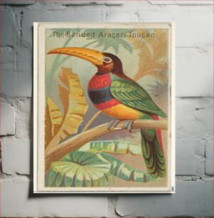 Πίνακας, The Banded Aracari Toucan, from the Birds of the Tropics series (N5) for Allen & Ginter Cigarettes Brands