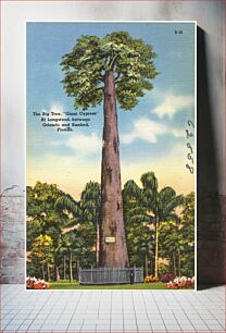 Πίνακας, The big tree, "Giant Cypress," at Longwood between Orlando and Sanford, Florida
