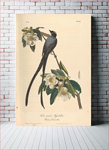 Πίνακας, The Birds of America from Drawings Made in the United States