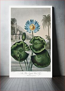 Πίνακας, The Blue Egyptian Water-Lily from The Temple of Flora (1807) by Robert John Thornton
