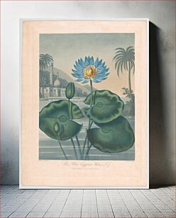 Πίνακας, The Blue Egyptian Water Lily, from "The Temple of Flora, or Garden of Nature" by Robert John Thornton
