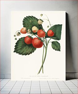 Πίνακας, The Boston Pine Strawberry (1852) by Charles Hovey, a vintage illustration of fresh strawberries
